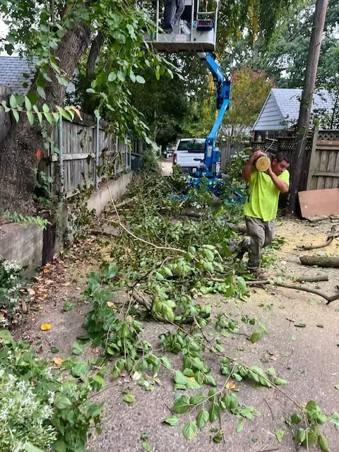 Tree trimming and removal work around light poles for DC LED conversion project